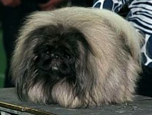 Es hard to be humble | Pekingese 