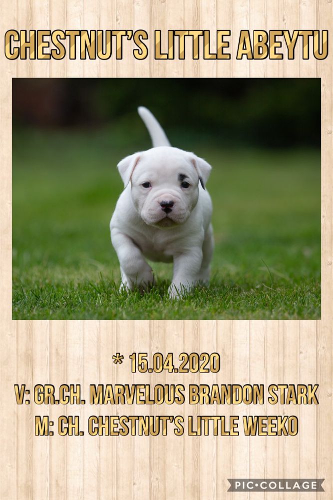 Chestnut’s Little Abeytu | American Bulldog 