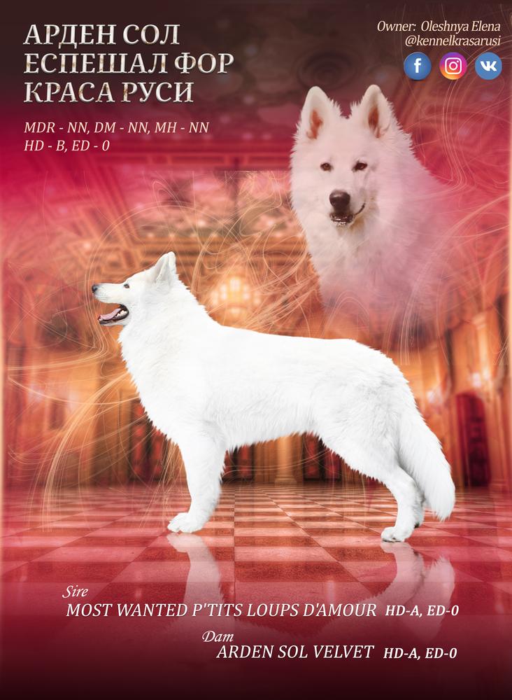 Arden Sol Especial for Krasa Rusi | White Swiss Shepherd Dog 