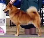 Jayenn's Foxsa Jukka | Finnish Spitz 