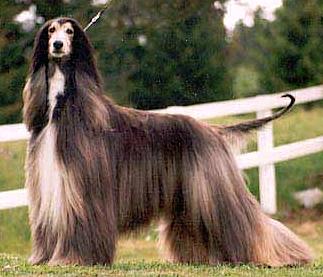 Syringa Somewhere Over The Rainbow | Afghan Hound 