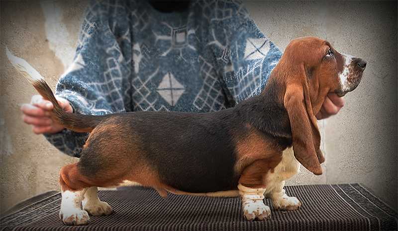 Moby Dick Breenbrass | Basset Hound 