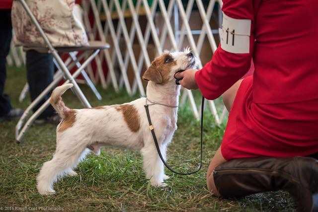 Edison's Take A Chance On Me | Jack Russell Terrier 