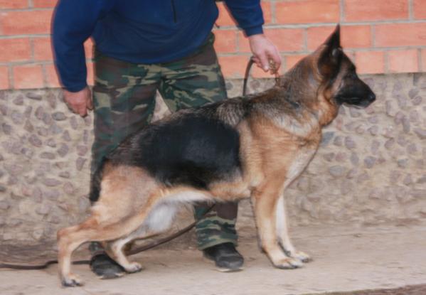 Radonezh Charodeika | German Shepherd Dog 