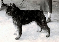 Fallon v. Oval | Bouvier des Flandres 