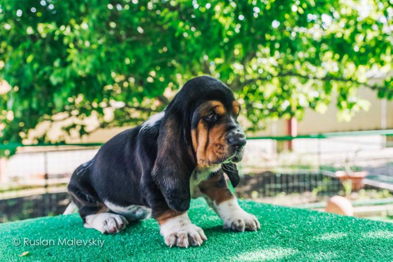 Arizona Sunrise City Hound | Basset Hound 