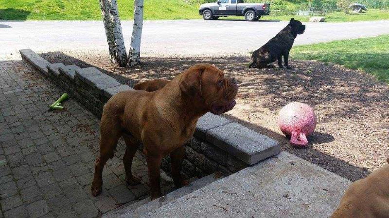 Arcturus The Bear King | Dogue de Bordeaux 