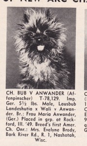 Bub v Anwander | Affenpinscher 