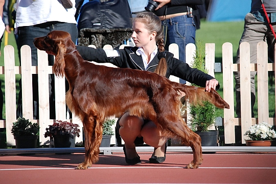 GARDENSETT GABRIELA SABATINI z Arislandu | Irish Setter 