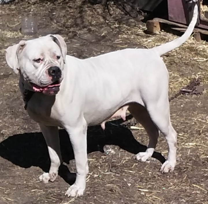B.O.R.'S Giant Pearl | American Bulldog 