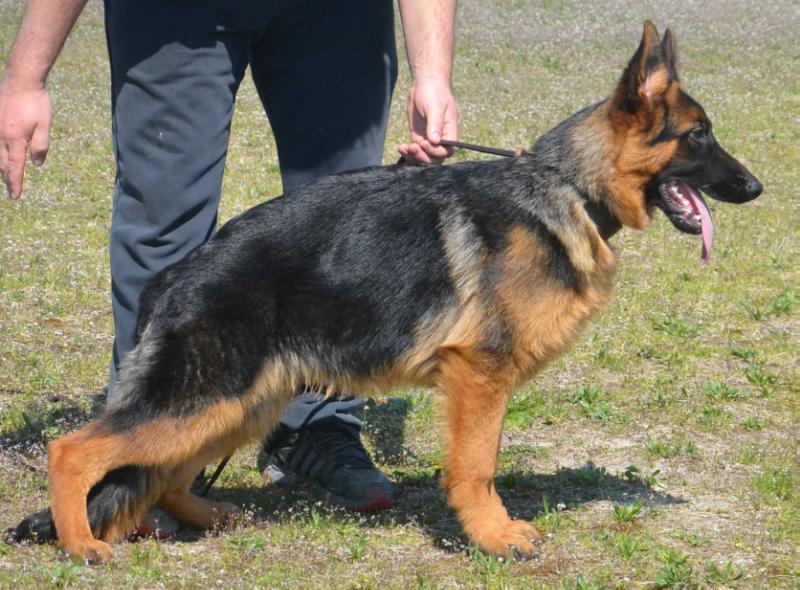 Tottenham von der Wolfstratte | German Shepherd Dog 