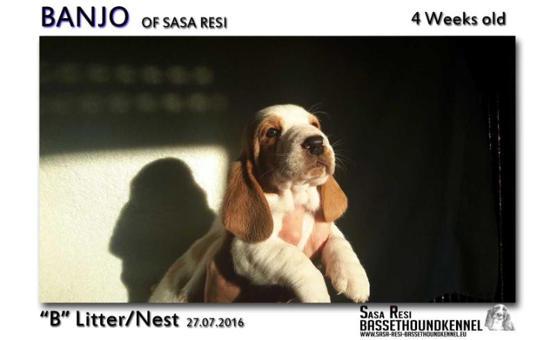 Banjo of sasa Resi | Basset Hound 