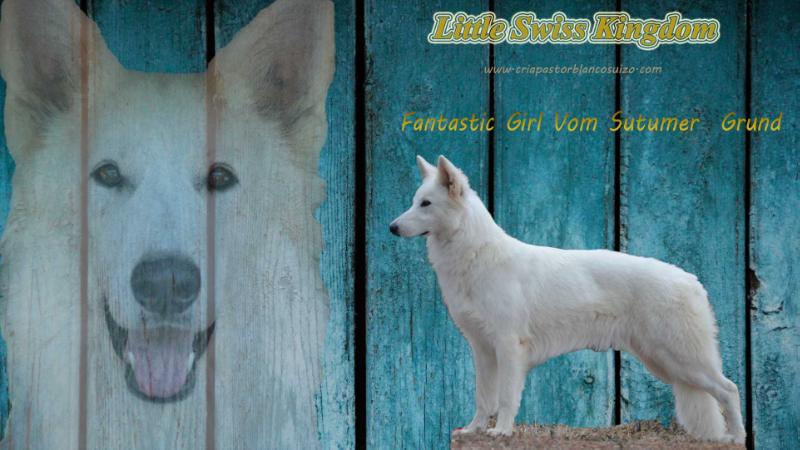 Fantastic Girl Vom Sutumer Grund | White Swiss Shepherd Dog 