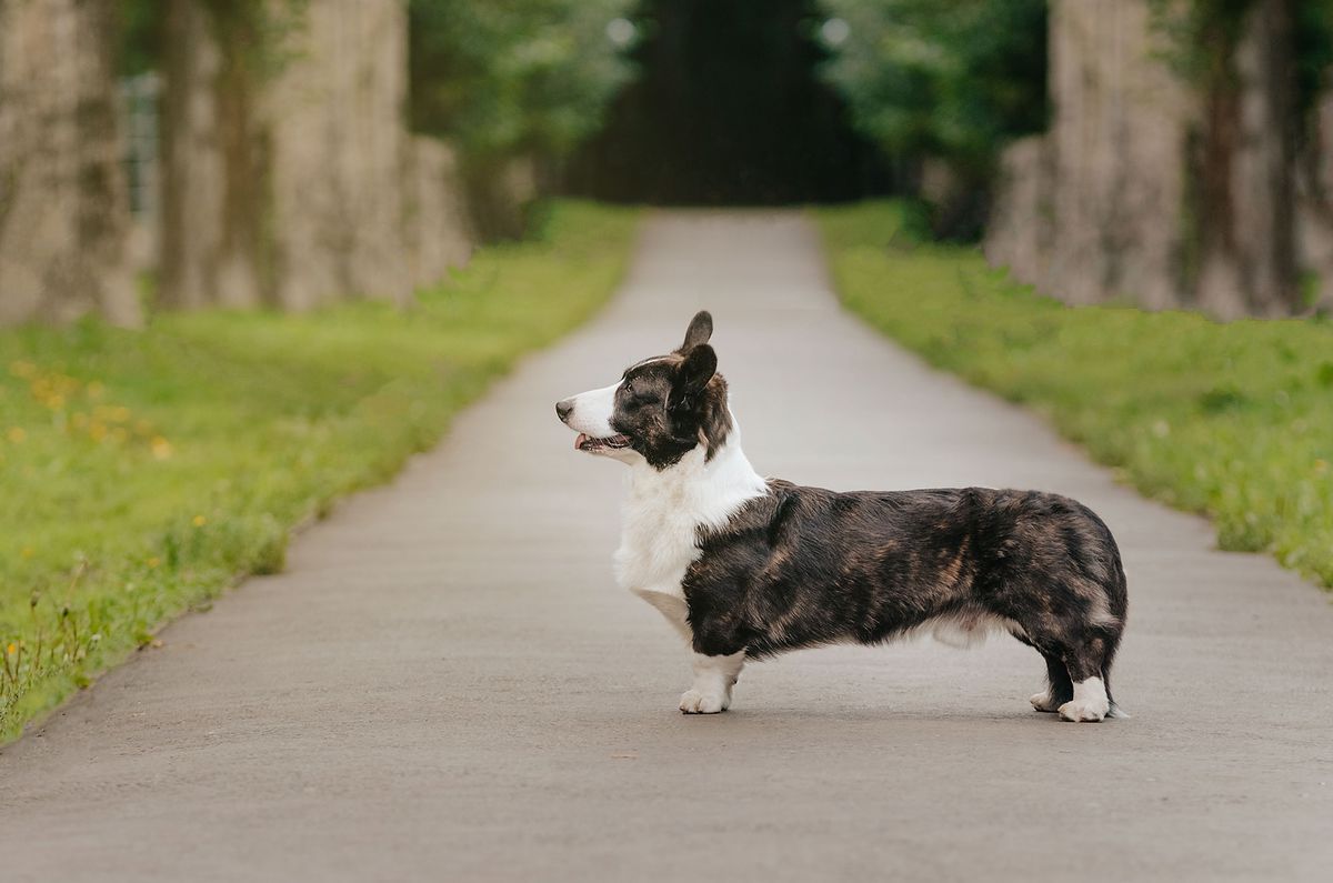 Keksband Undercover Agent For The Blues | Cardigan Welsh Corgi 