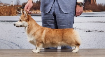 Sandfox Hillberry Azalea | Pembroke Welsh Corgi 