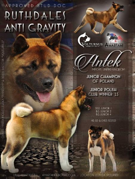 Ruthdales Anti Gravity | Akita 