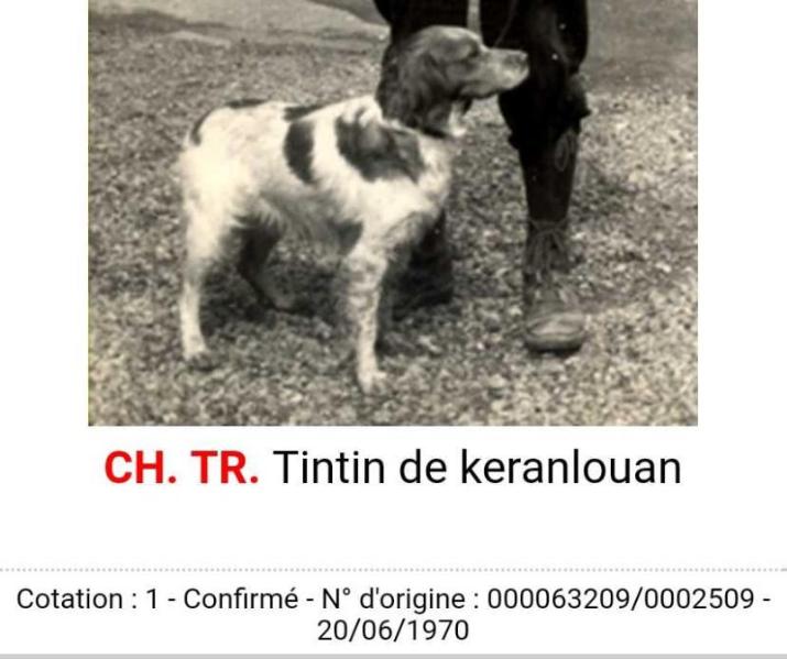 TINTIN de Keranlouan | Brittany 