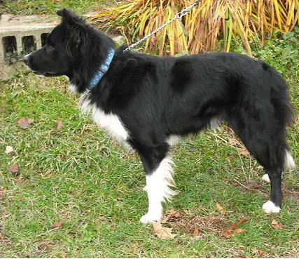 Stirling Bridge's Spike | Border Collie 