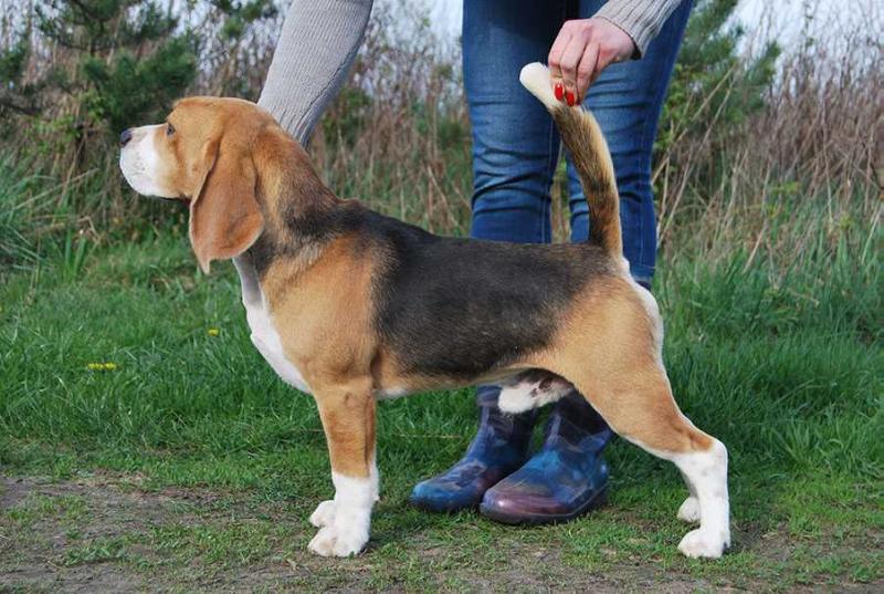 Absolutely Spotless ODYS | Beagle 