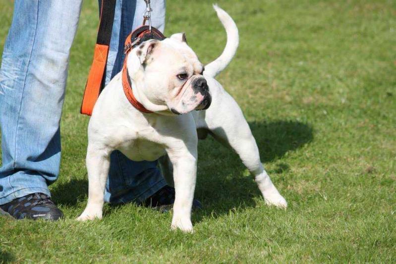 Highwood Bulls Einstein | Olde English Bulldogge 