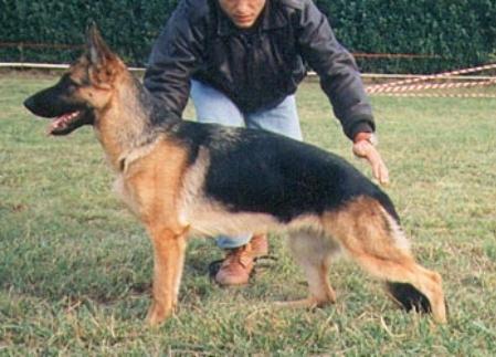 Xena von der Wienerau | German Shepherd Dog 
