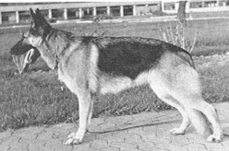 Zofe vom Silberbrand | German Shepherd Dog 