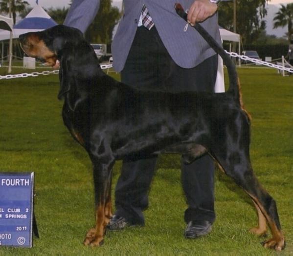 Windbourne Every Hand's A Winner | Black and Tan Coonhound 