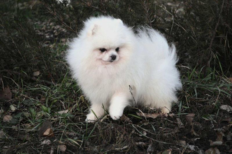 Dandy Cotton Sugar (Ortiz) | Pomeranian 