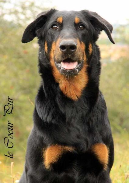 Cloé le Coeur Pur | Beauceron 