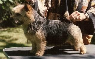 Leenah's A-For-Zonda | Norwich Terrier 