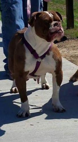 XsB's Hershey Kiss | Olde English Bulldogge 