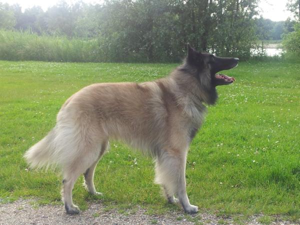 Imro v. Flynn-i-noor | Belgian Tervuren 