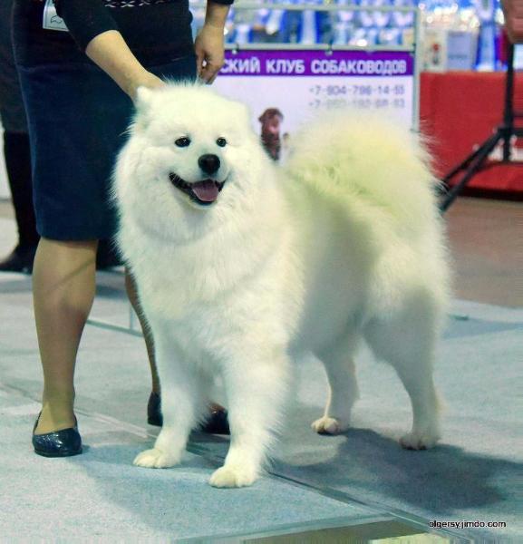 Zima iz Snezhnogo Tsarstva | Samoyed 