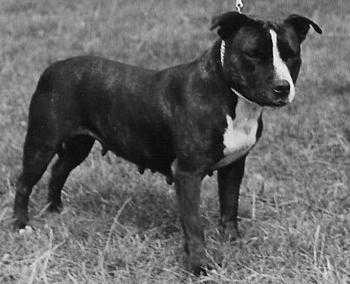 Linksbury Vengeance | Staffordshire Bull Terrier 