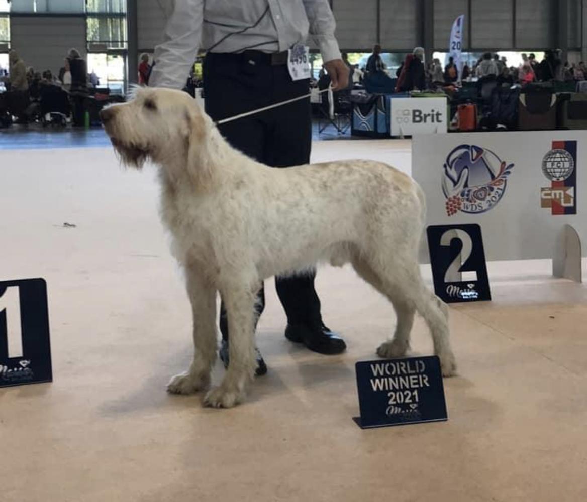 Alexander Dai Riferimenti | Spinone Italiano 