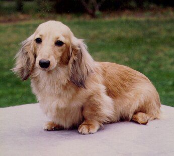 Ralines Primrose | Dachshund 