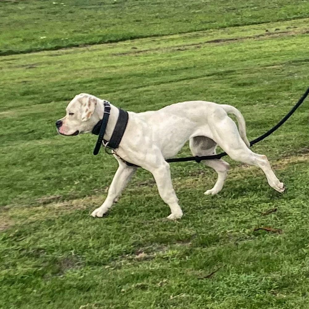 TNT Bulldogs' Lady | American Bulldog 