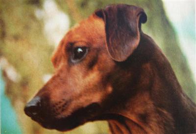 ARDEN vom Sahrbachtal | German Pinscher 