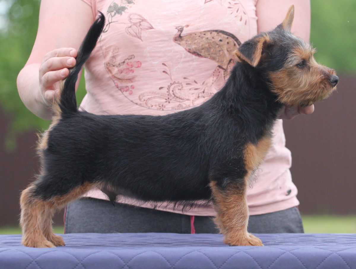 Exselsior iz Zvezdnogo Grafstva | Australian Terrier 