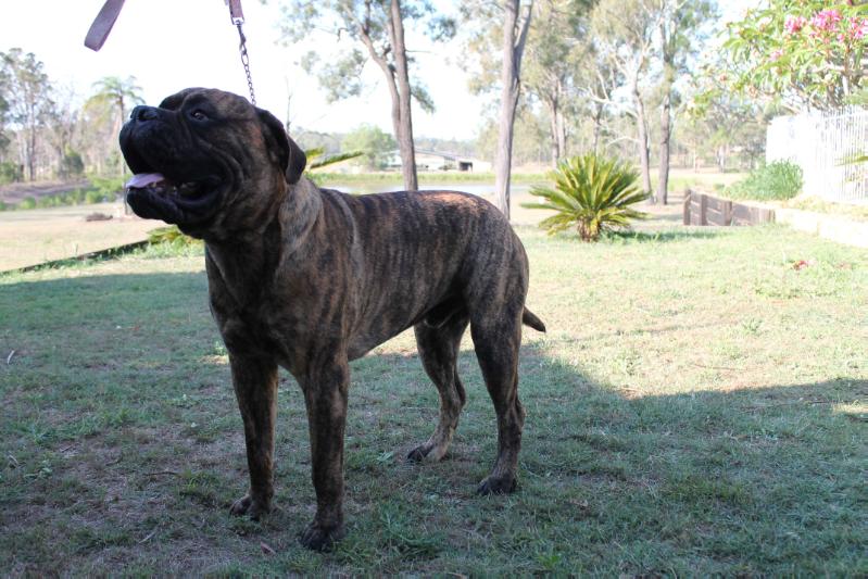 Sweetbryar The Viking | Bullmastiff 