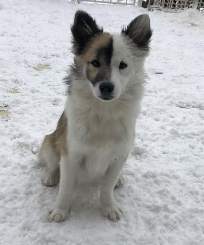 Stassa Kinningur | Icelandic Sheepdog 