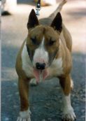 GREAT GATSBY'S ANGEL | Bull Terrier 