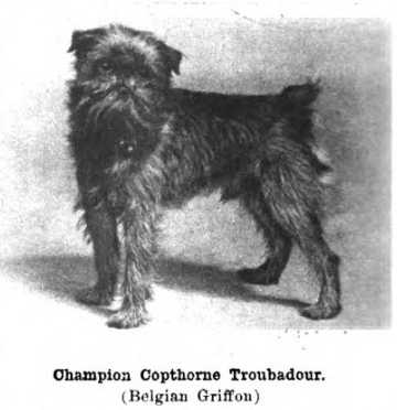 Copthorne Troubador (c.1922) | Brussels Griffon 