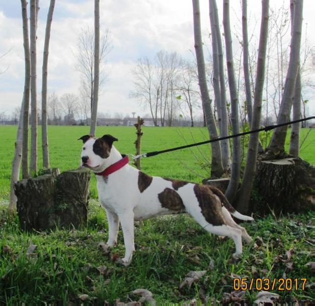 Trilly Cheerleader Sunroom | American Staffordshire Terrier 