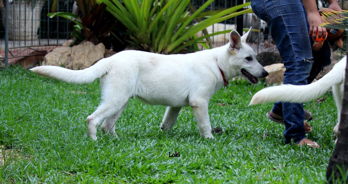 LOKI VON TAGLISCHINDORF | White Swiss Shepherd Dog 