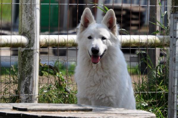 Next King Neo aen den Noordendijck | White Swiss Shepherd Dog 