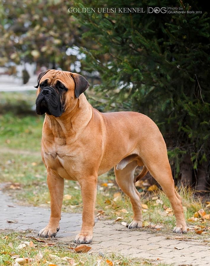 Golden Uelsi My Us Collection | Bullmastiff 