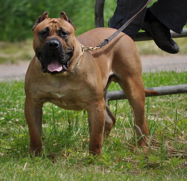 Vader de Barnacan Bull | Perro de Presa Canario 