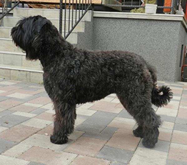 Brigitte de la Colline Verte | Bouvier des Flandres 