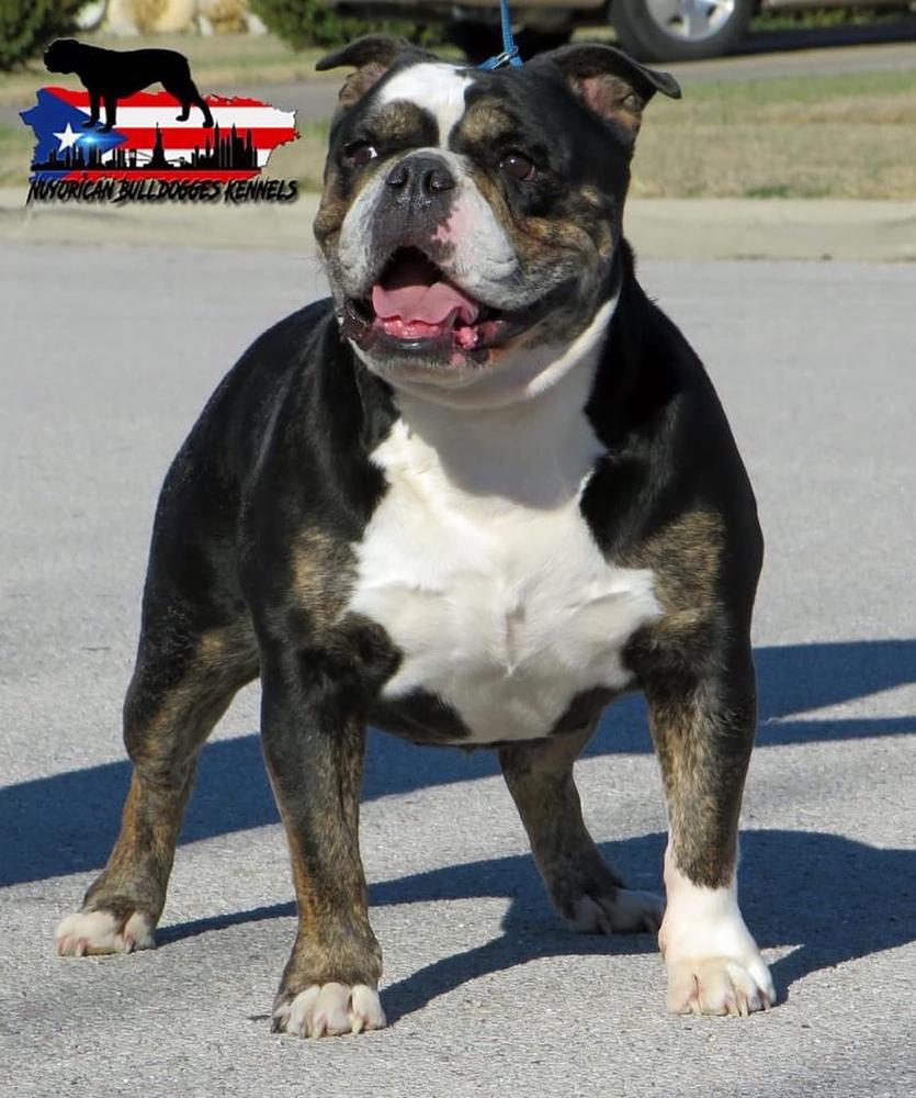 Nuyorican Bulldogges Lucy | Olde English Bulldogge 